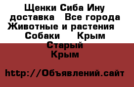 Щенки Сиба Ину доставка - Все города Животные и растения » Собаки   . Крым,Старый Крым